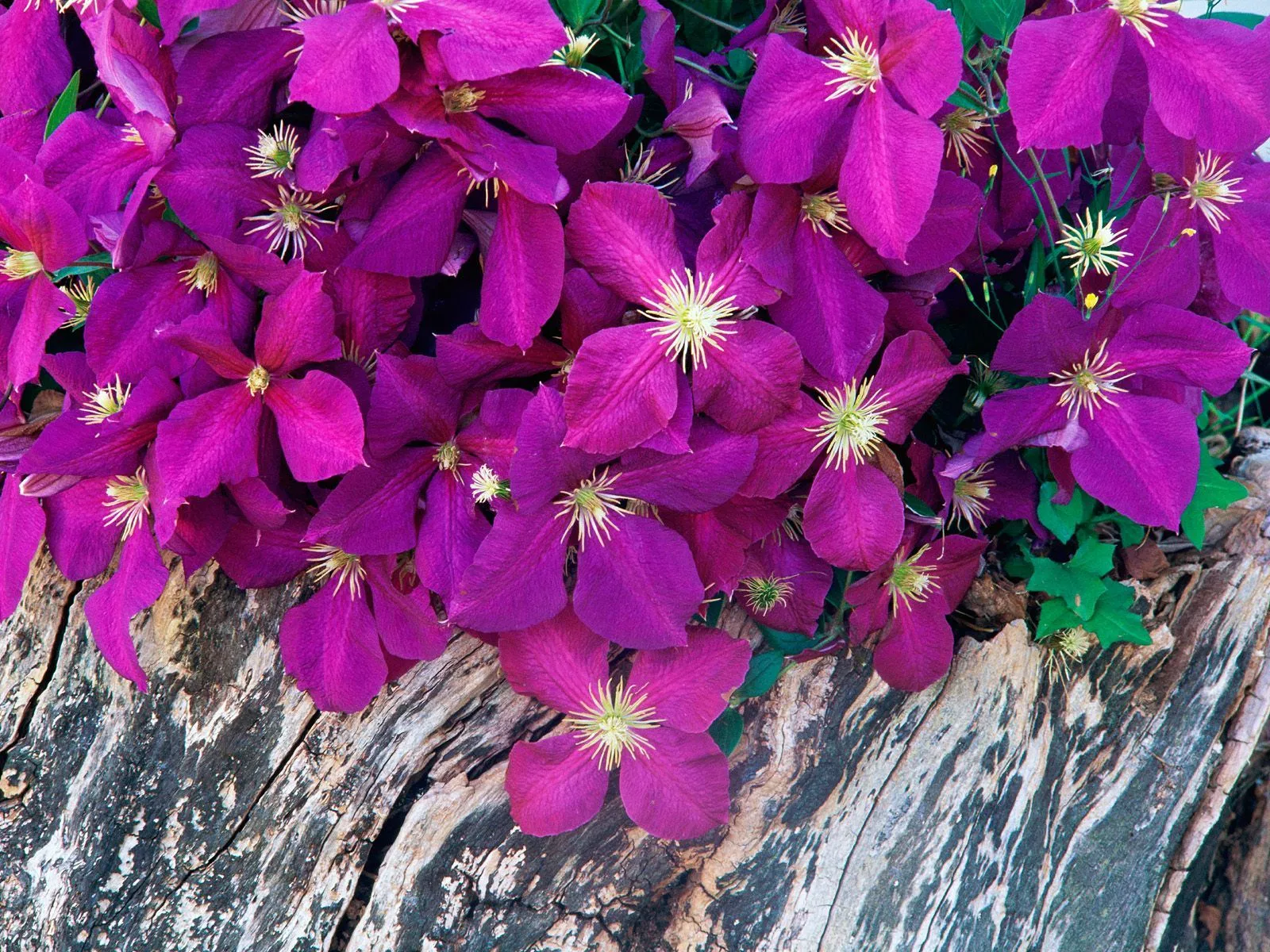 Flores de color morado puestas en un tronco | wallpapernarium