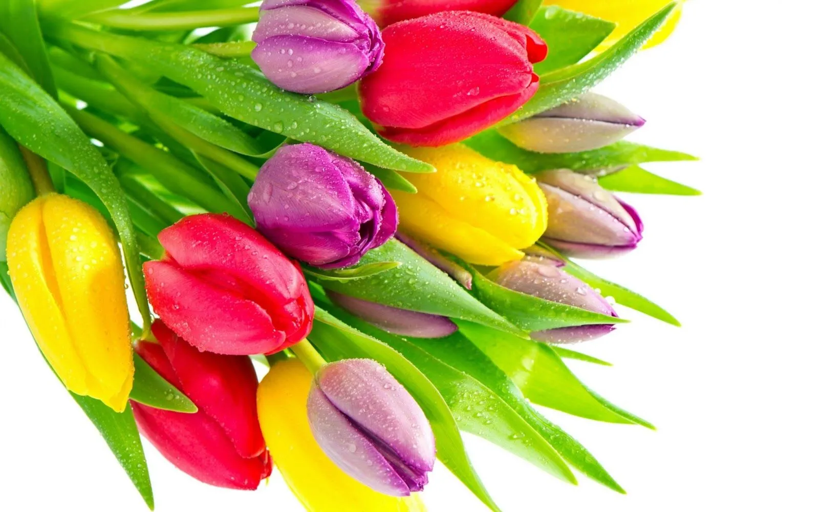 Flores de Colores - Fondos de Pantalla HD - Wallpapers HD