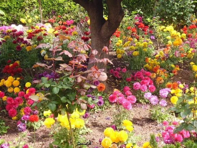 Flores de colores | fotos de Paisajes naturales y urbanos