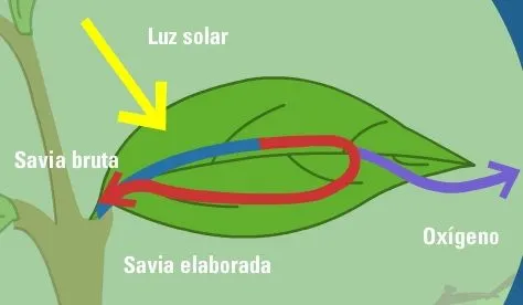 Flores | La Cometa Exploradora