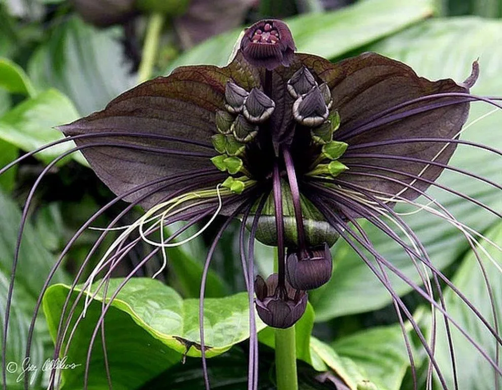 flores raras | Cuidar de tus plantas es facilisimo.