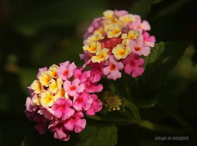 Flores para desejar um bom final de semana aos meus flickr friends ...