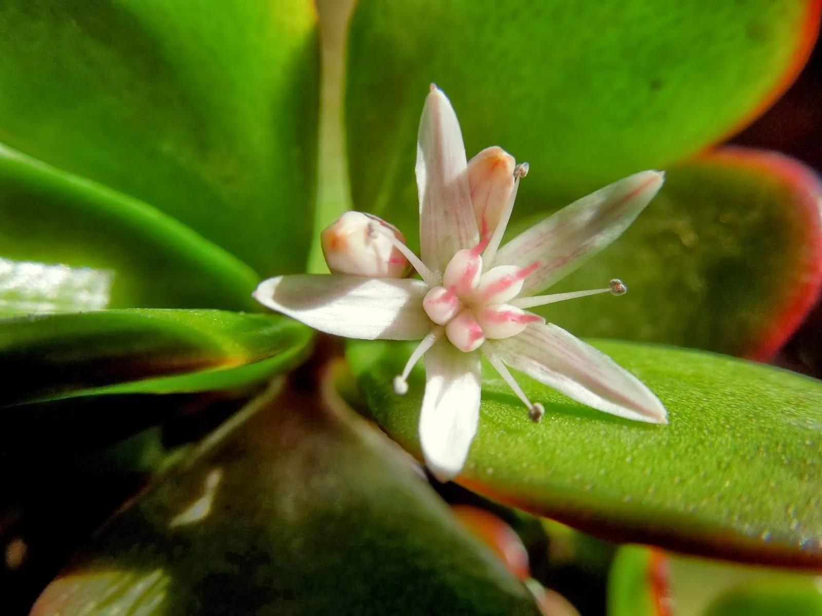 Flores estrella ~ Botànic Serrat