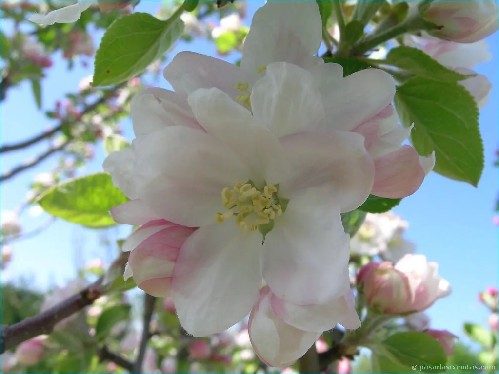 flores exóticas