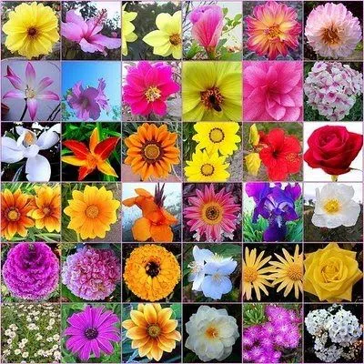 Flores: FLORES Y SUS TIPOS