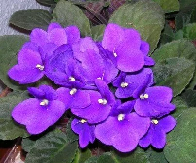 FLORES E FRAMBOESAS: VIOLETA - A SIMPLICIDADE EM FLOR