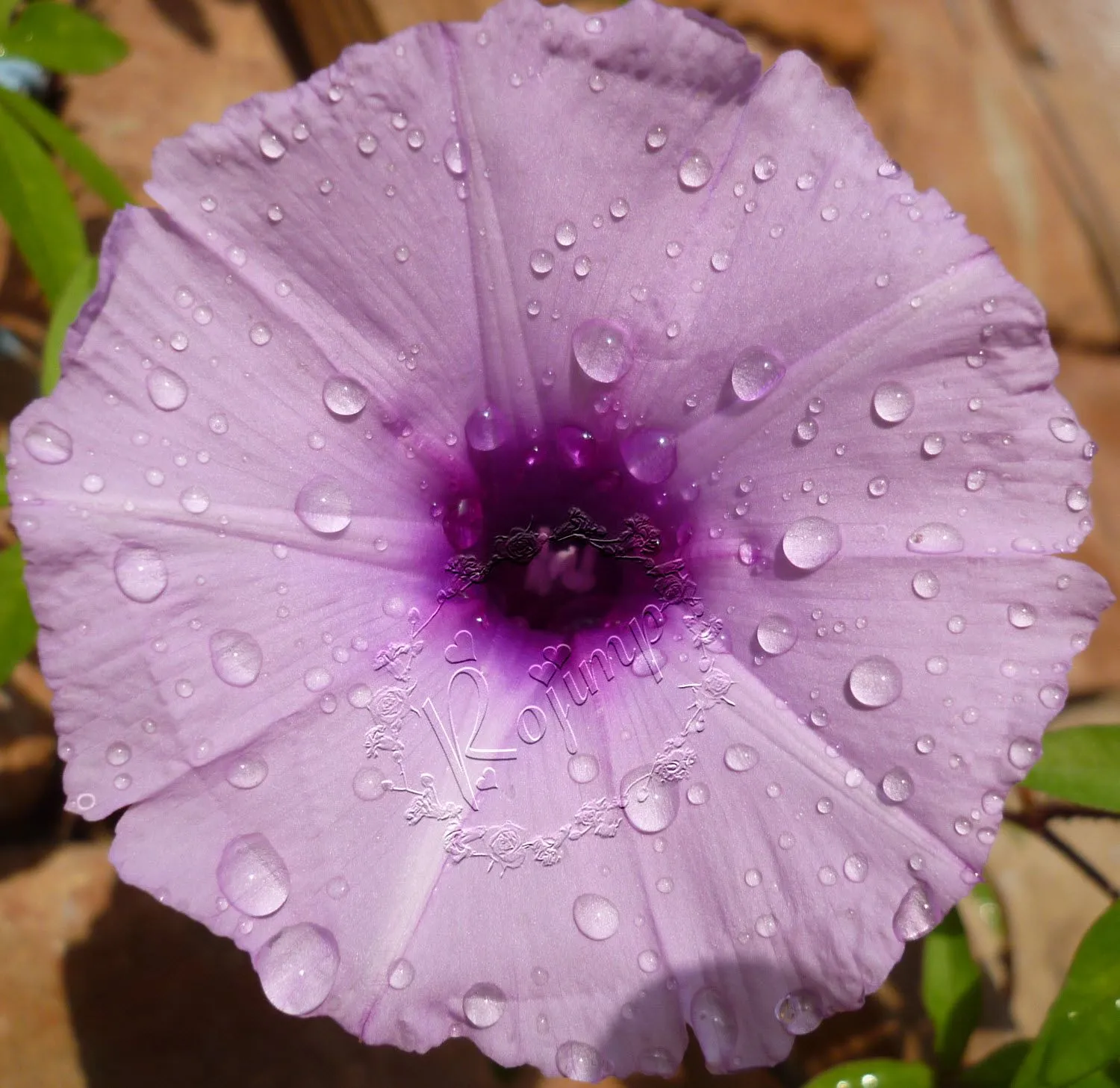 Flores y Frutos: Campanilla Lila