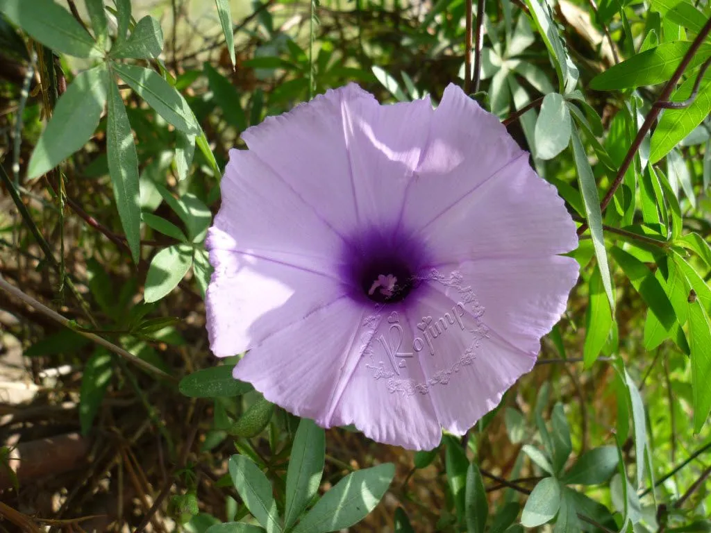 Flores y Frutos: Campanilla Lila