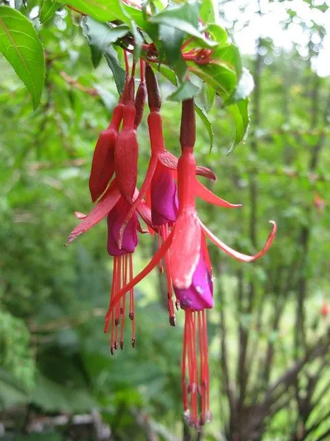 Flores, fucsias. | Flickr - Photo Sharing!