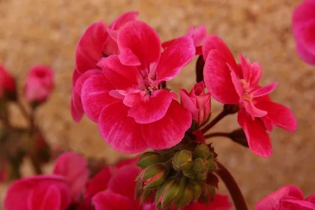 Flores Fucsias de terraza | Flickr - Photo Sharing!