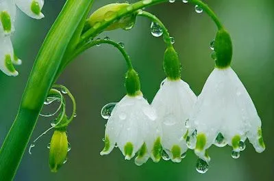 Flores con gotas de lluvia - DOĞA Hayattır