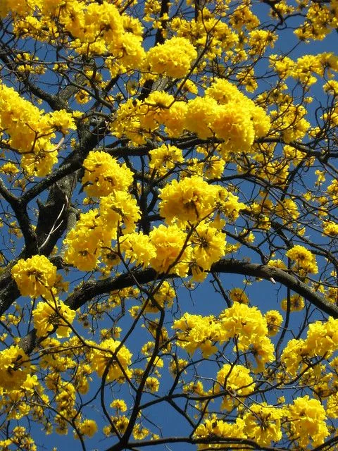 Flores de Guayacán Amarillo | Flickr - Photo Sharing!