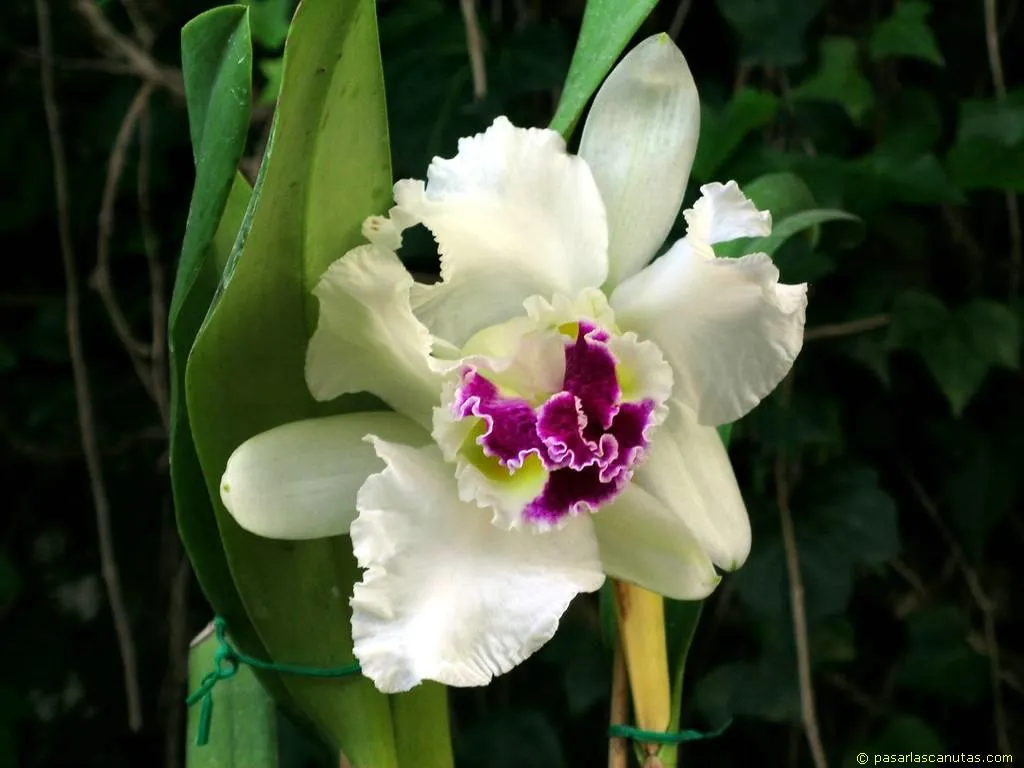 LAS FLORES MAS HERMOSAS............