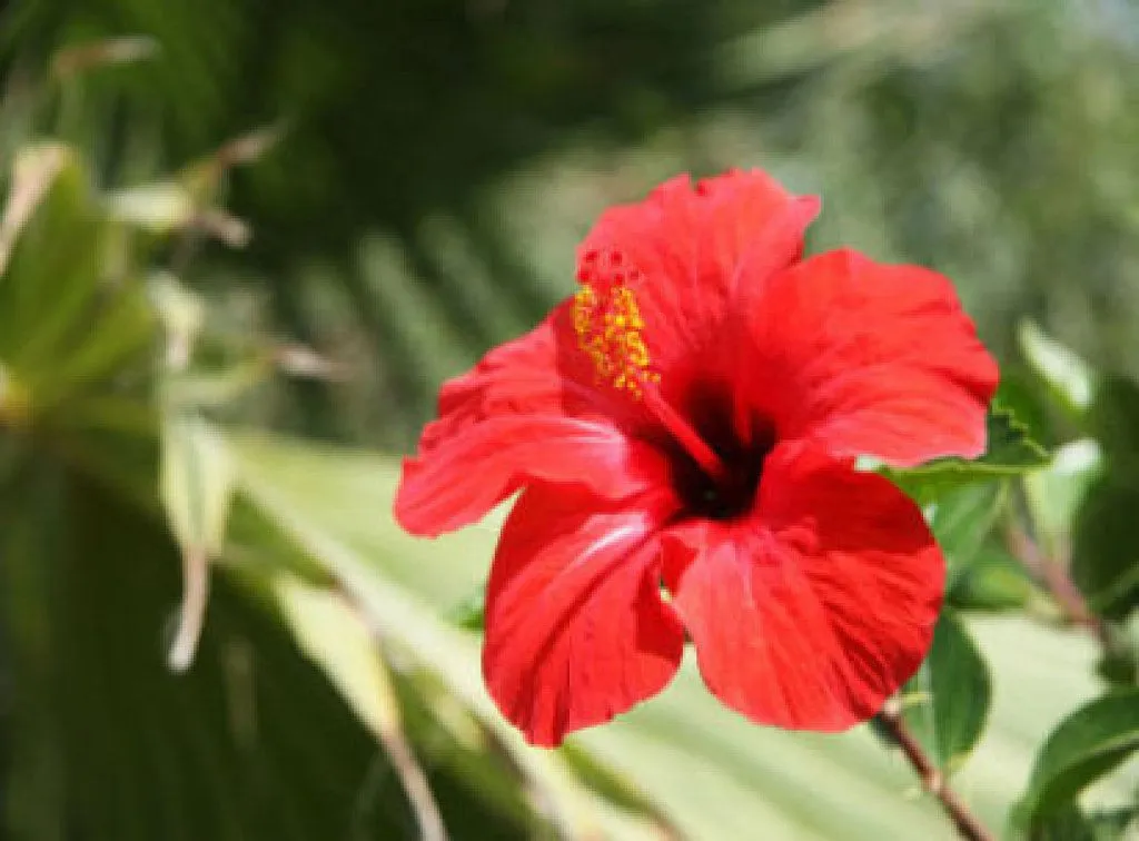 Flores hermosas abriendo sus capullos | Cuidar de tus plantas es ...