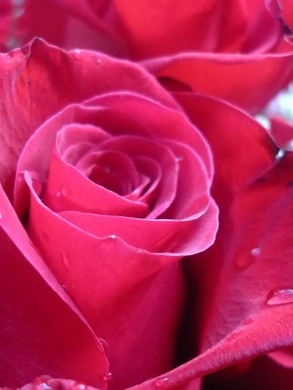 Flores hermosas acompañadas de una dulce melodía de Enya | Cuidar ...