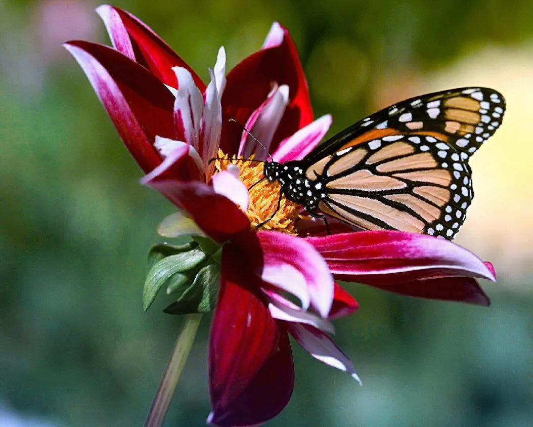 Flores hermosas y mariposas - Imagui