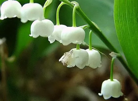 Flores hermosas del mundo - Fotografias y fotos para imprimir