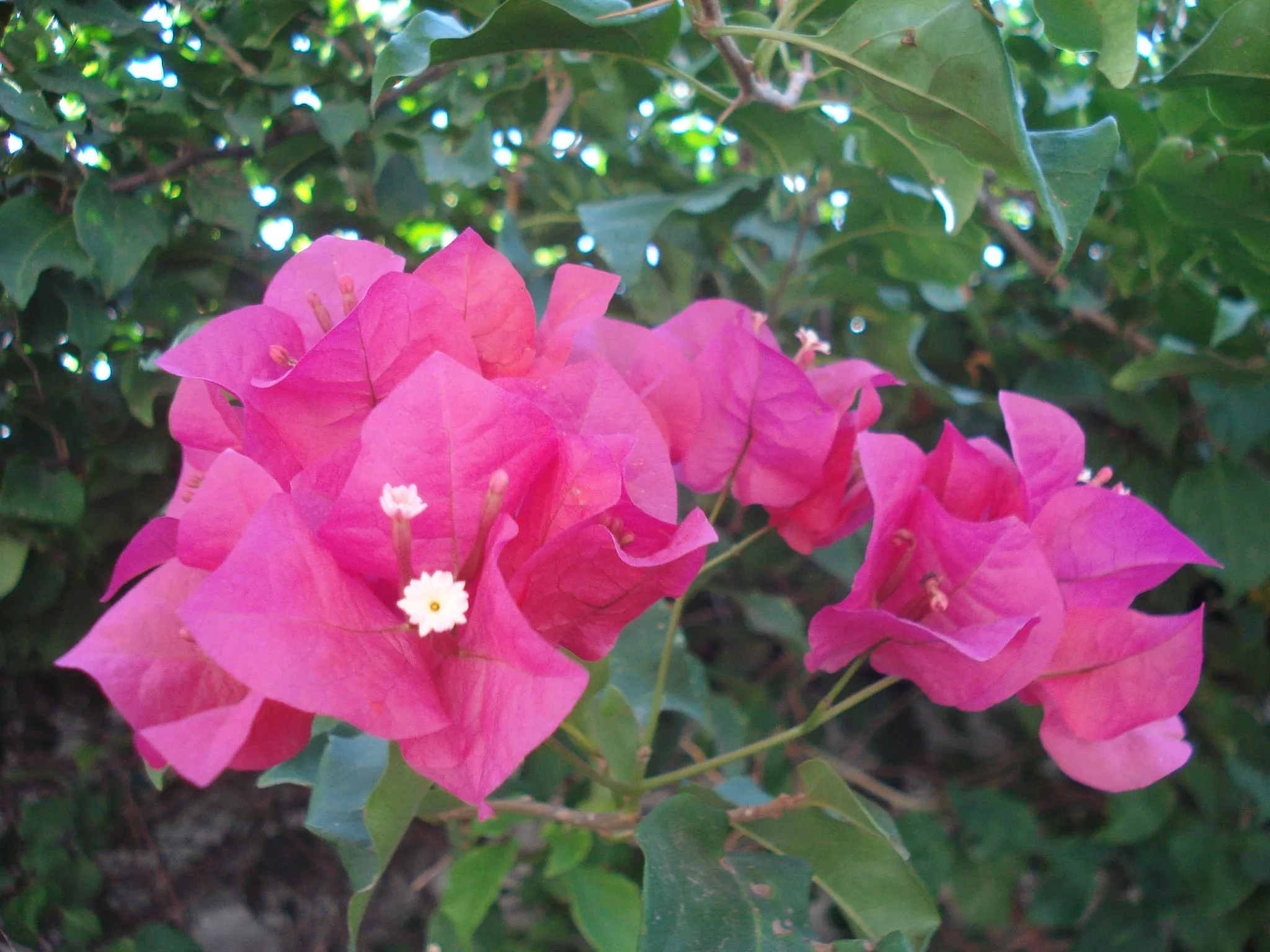 Las Flores mas hermosas del mundo - Taringa!