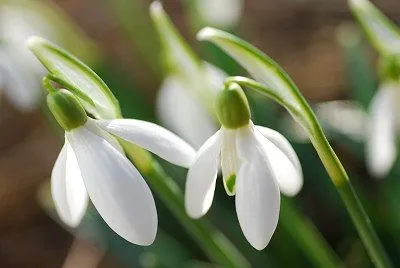 Flores hermosas, nivalis de Galanthus | Fotos, Banco de fotos ...