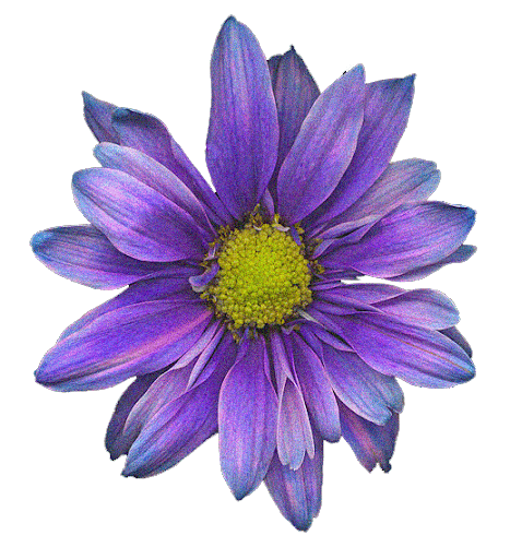 6 Flores Imagenes Gifs en Movimiento - rHedBuscando