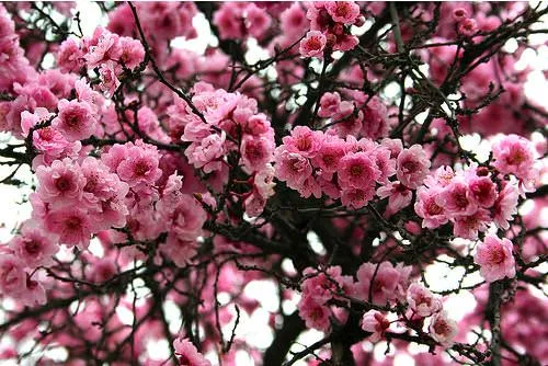 Flores de invierno: las amo! - Zancada: Cosas de minas