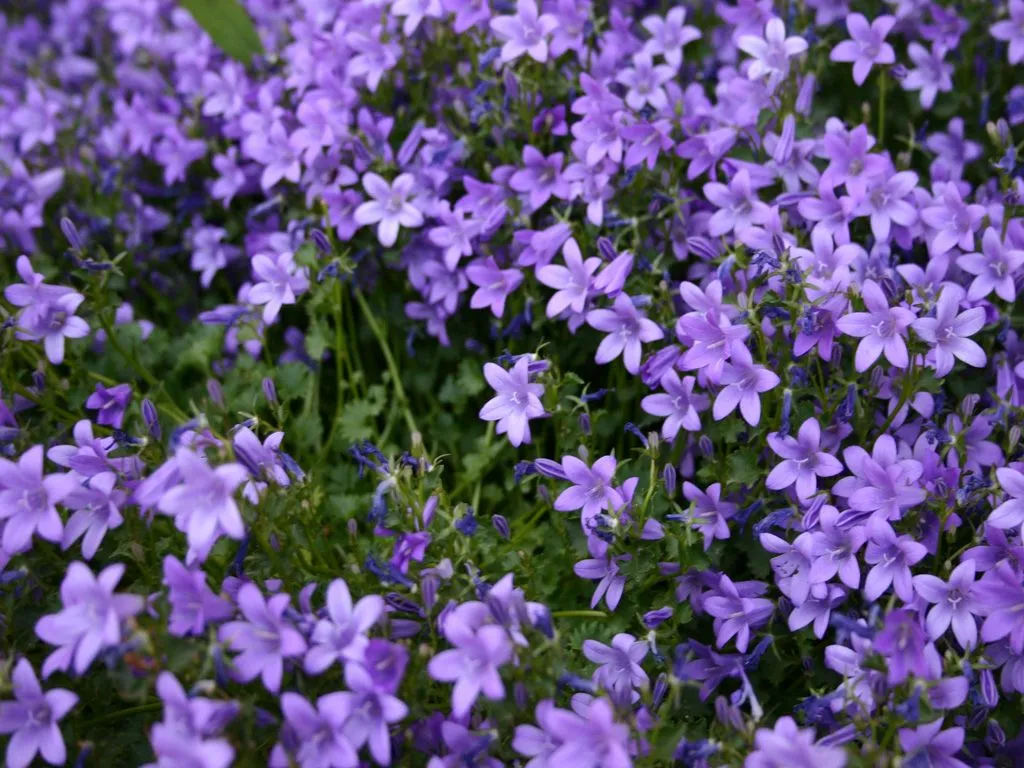 flores lilas