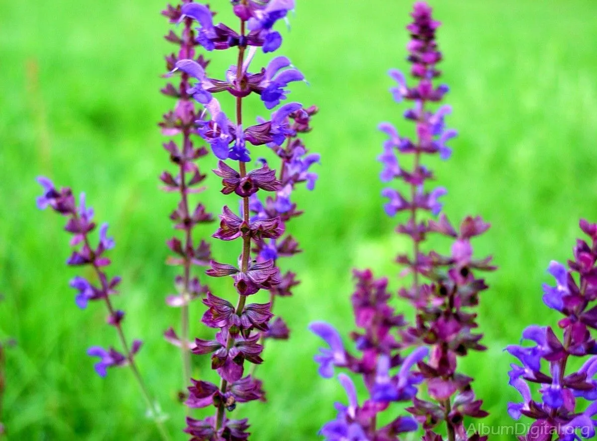 Flores lilas