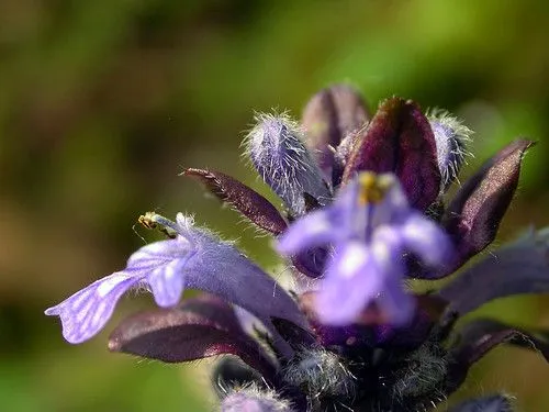 flores lilas | Flickr - Photo Sharing!