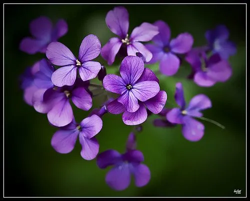 flores lilas - a photo on Flickriver