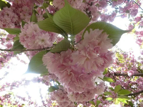 Flores lindas da Cerejeira! Muito amor...: fotografía de Brooklyn ...