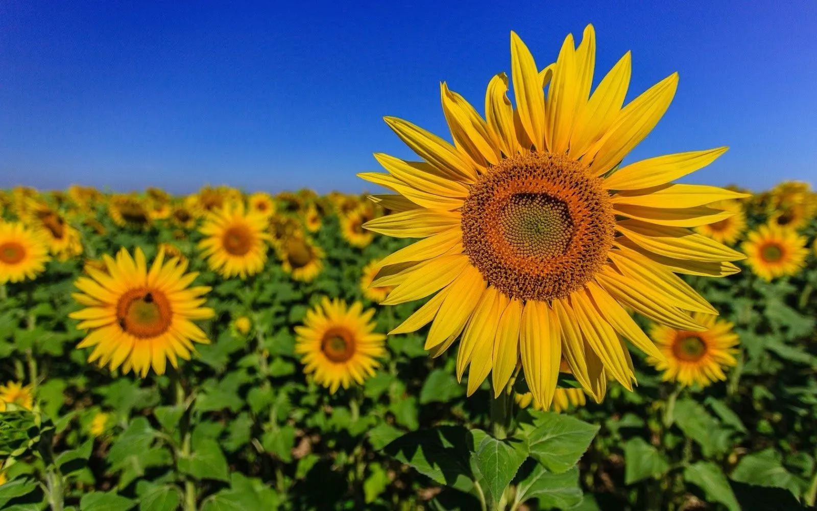 Flores lindas del mundo | Fotos Bonitas de Amor | Imágenes Bonitas ...