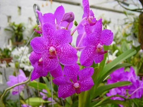 flores lindas roxas orquidias | flores | Pinterest