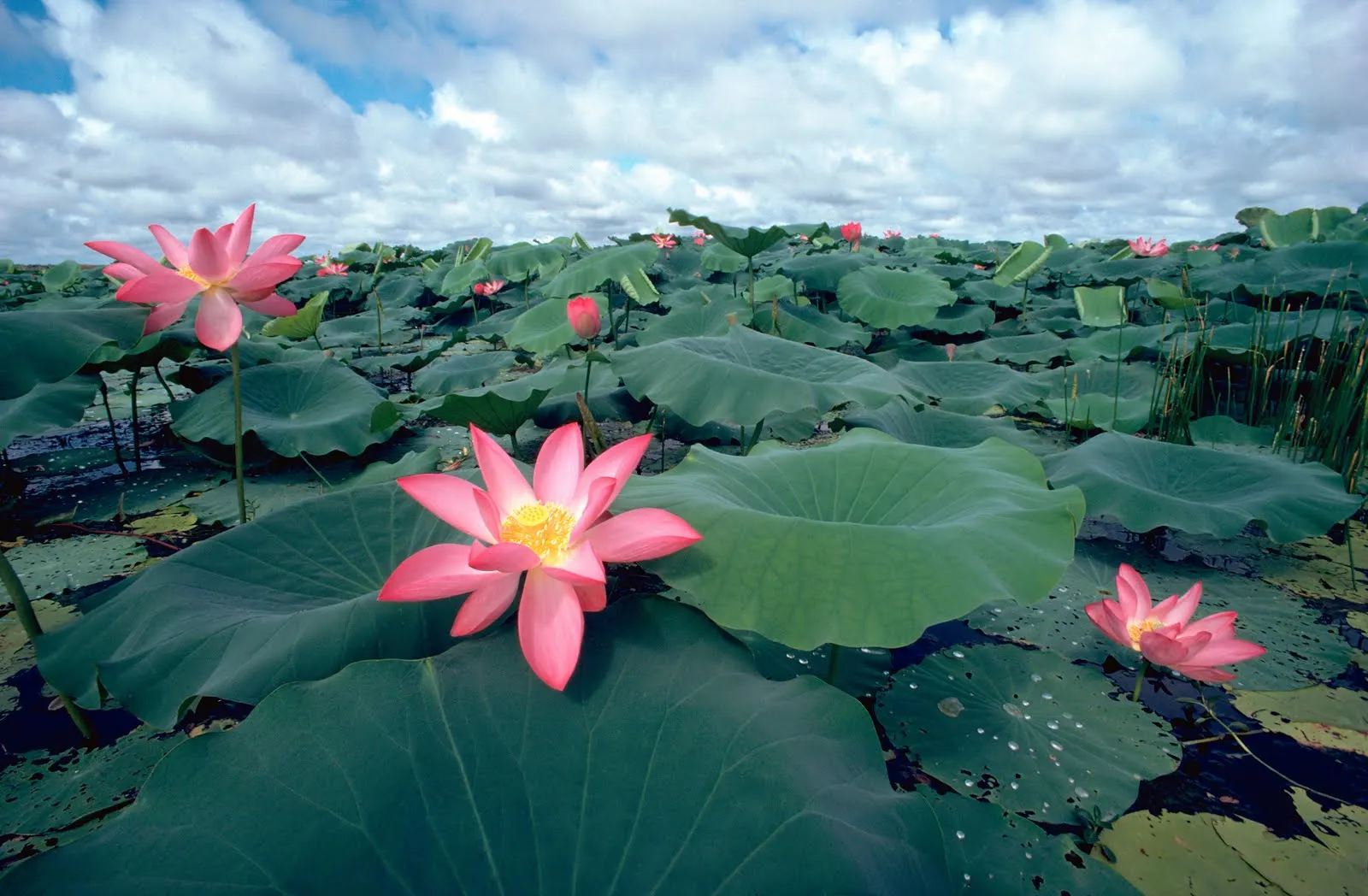 Idool Flores de loto en el pantano - La belleza de los detalles