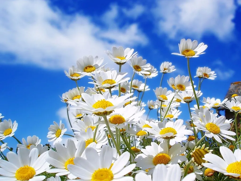 las flores margarina las hay de diferentes formas, colores unas con ...