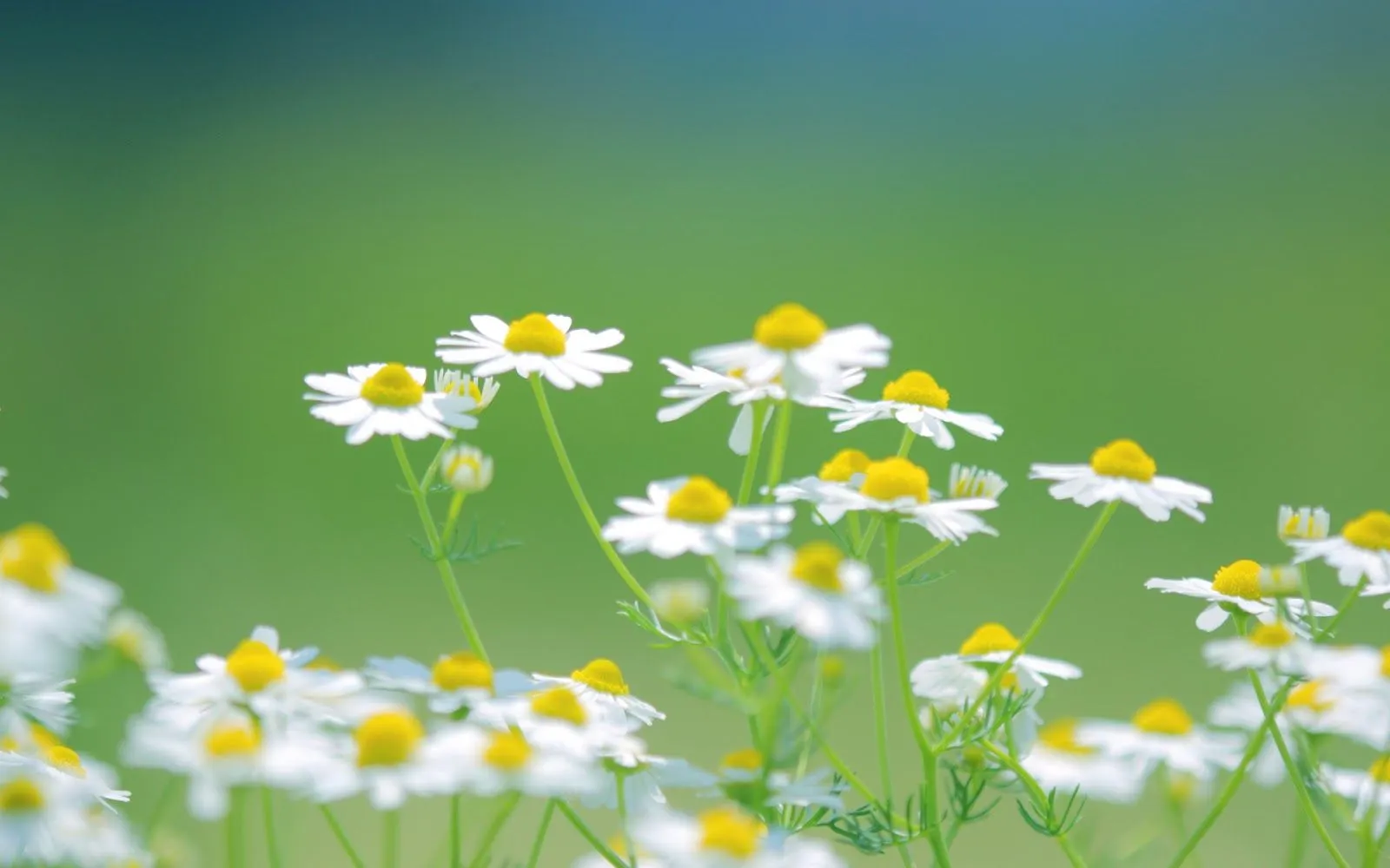 Flores de Margaritas Blancas - Fondos de Pantalla HD - Wallpapers HD