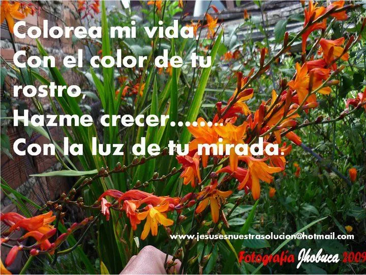 FLORES CON MENSAJES CRISTIANOS | Mensajes, Frases, Tarjetas ...