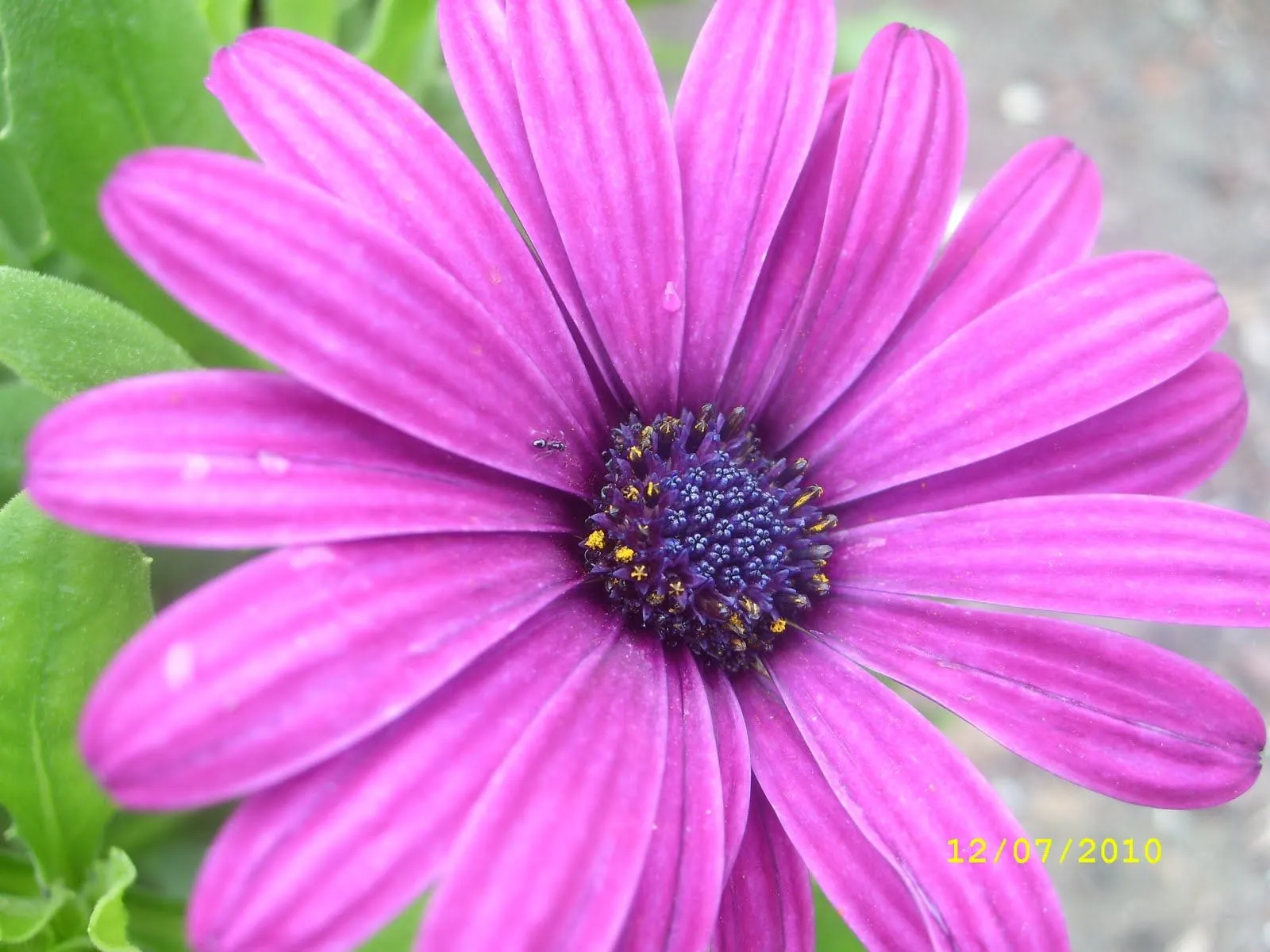 Flores moradas