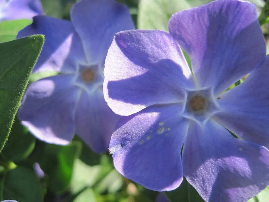 flores moradas (3) | Cuidar de tus plantas es facilisimo.