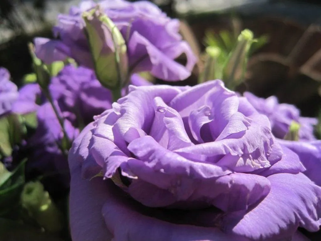 flores moradas (4) | Cuidar de tus plantas es facilisimo.