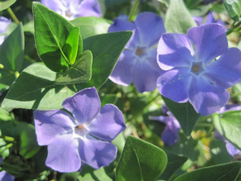 flores moradas (4) | Cuidar de tus plantas es facilisimo.