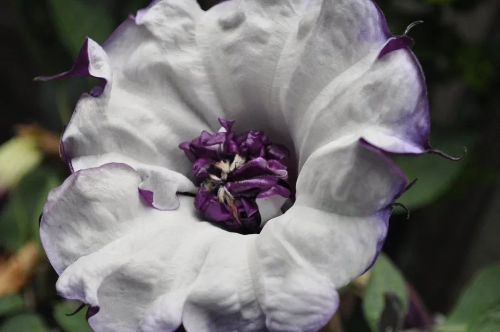 flores moradas | Cuidar de tus plantas es facilisimo.