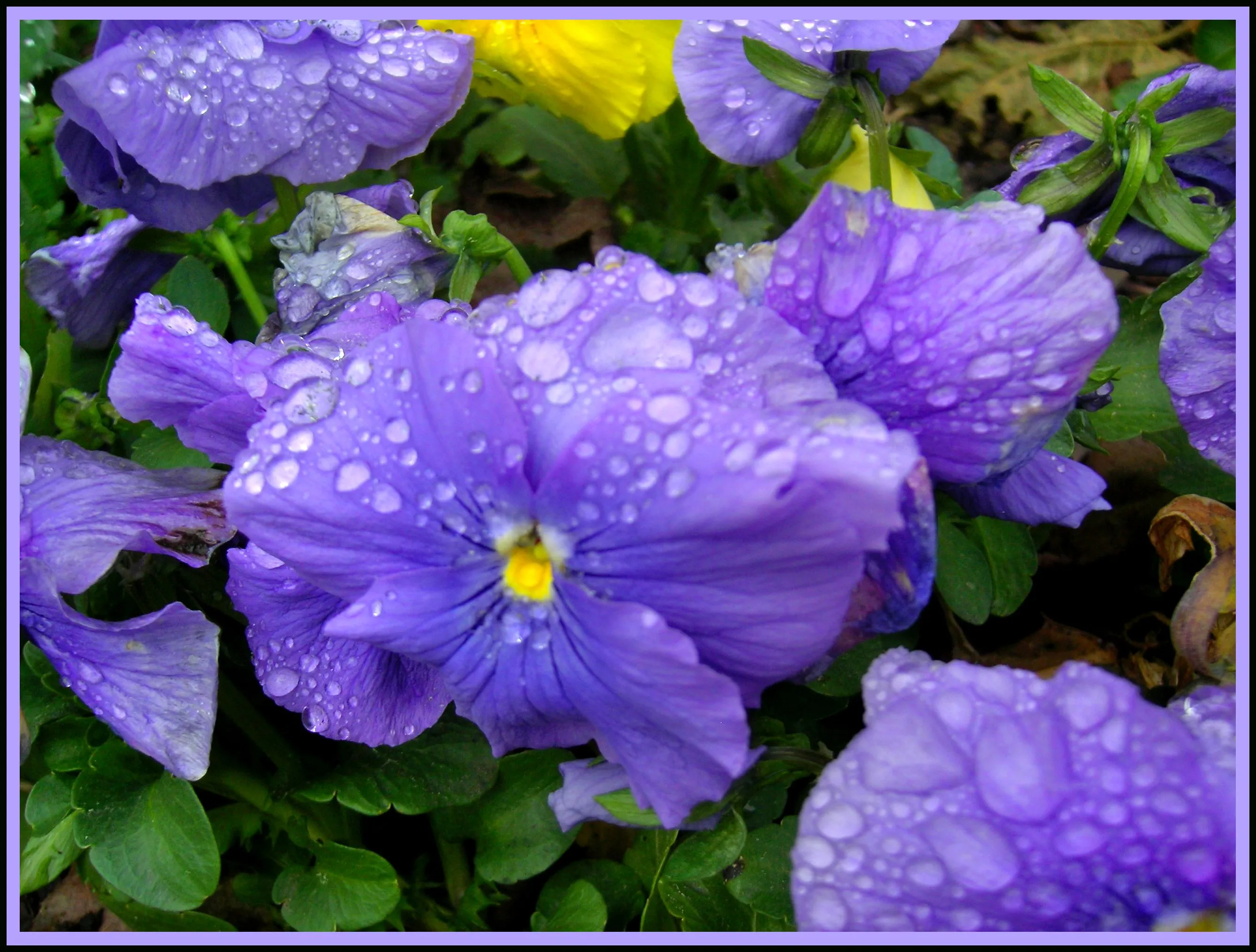 Flores moradas | fotos de Plantas y flores