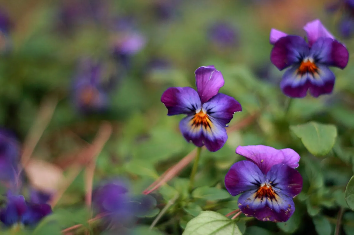 Flores moradas - Galerías Canonistas.