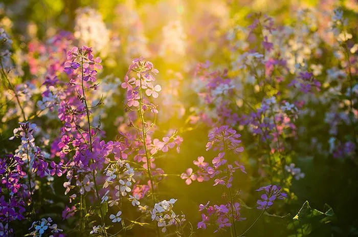 Flores moradas HD - Imagui