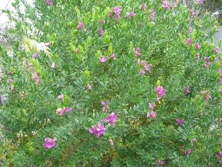 Dos con flores moradas invernales. - Foro de InfoJardín