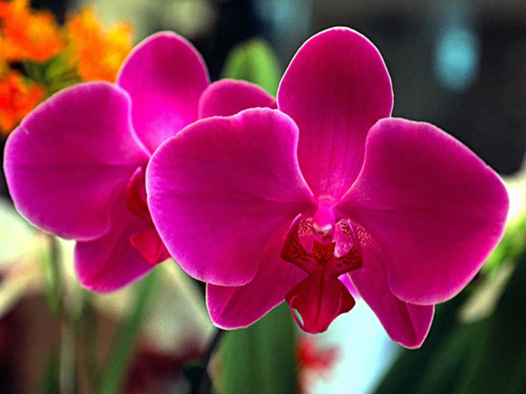 FLORES DEL MUNDO***: La orquídea, la flor más bella del mundo