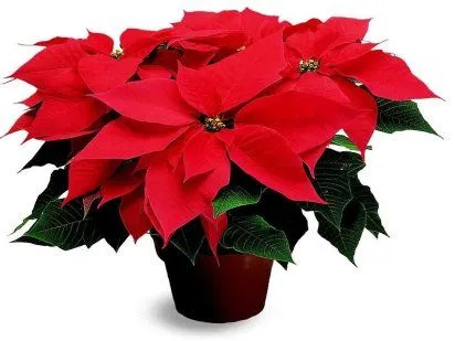 Flores de Navidad para decorar tu hogar | Bienvenidos a nuestro ...