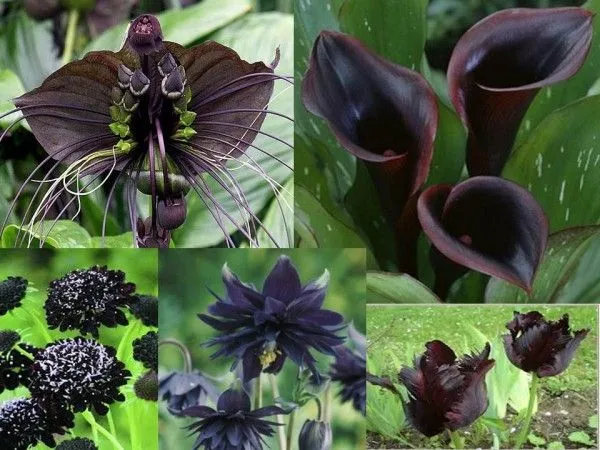 Flores negras para tu jardín - Jardineria