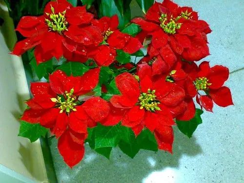 Flores de Nochebuena - an album on Flickr