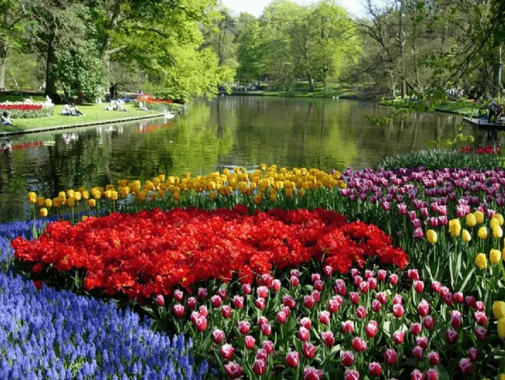 Flores en los Países Bajos / Holanda | Envíos de Flores – Flores ...